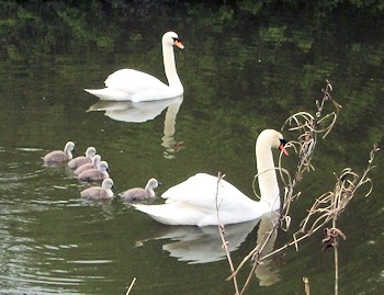 Mute swans and their cygnets on the canal